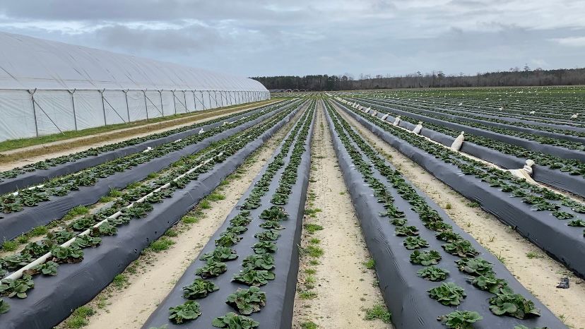 The farm also has 140 acres of traditional spring strawberries, now dormant. (Spectrum News 1/Natalie Mooney)